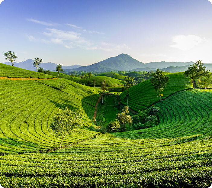Overseas Chinese Green
Tea Industry Development Fund